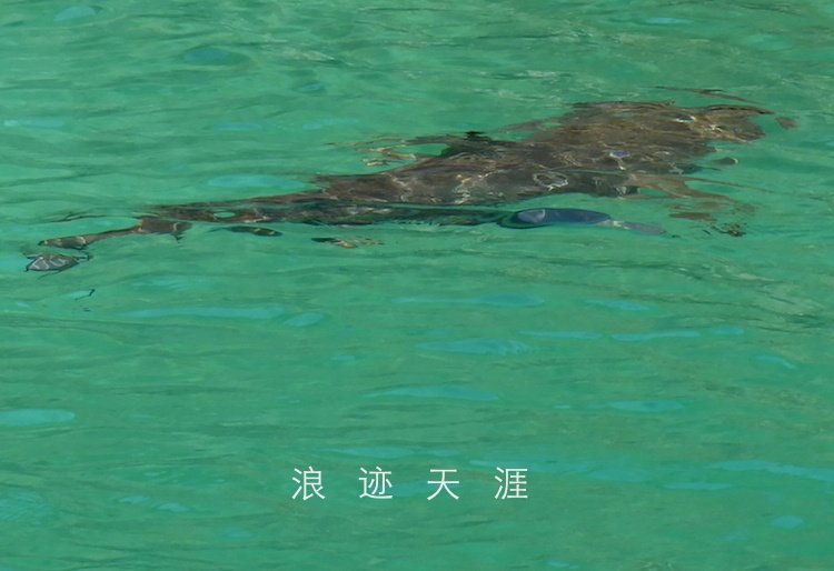 阿曼选手在游泳赛场上霸气十足 阿曼选手在游泳赛场上霸气十足